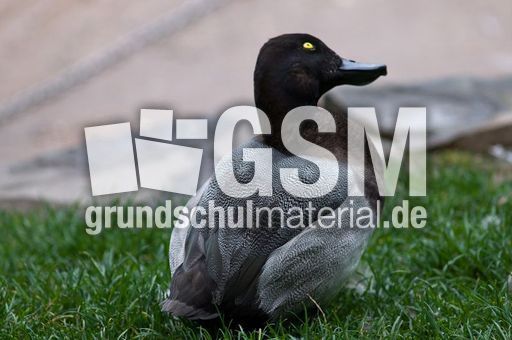 Bergente (11 von 12).jpg